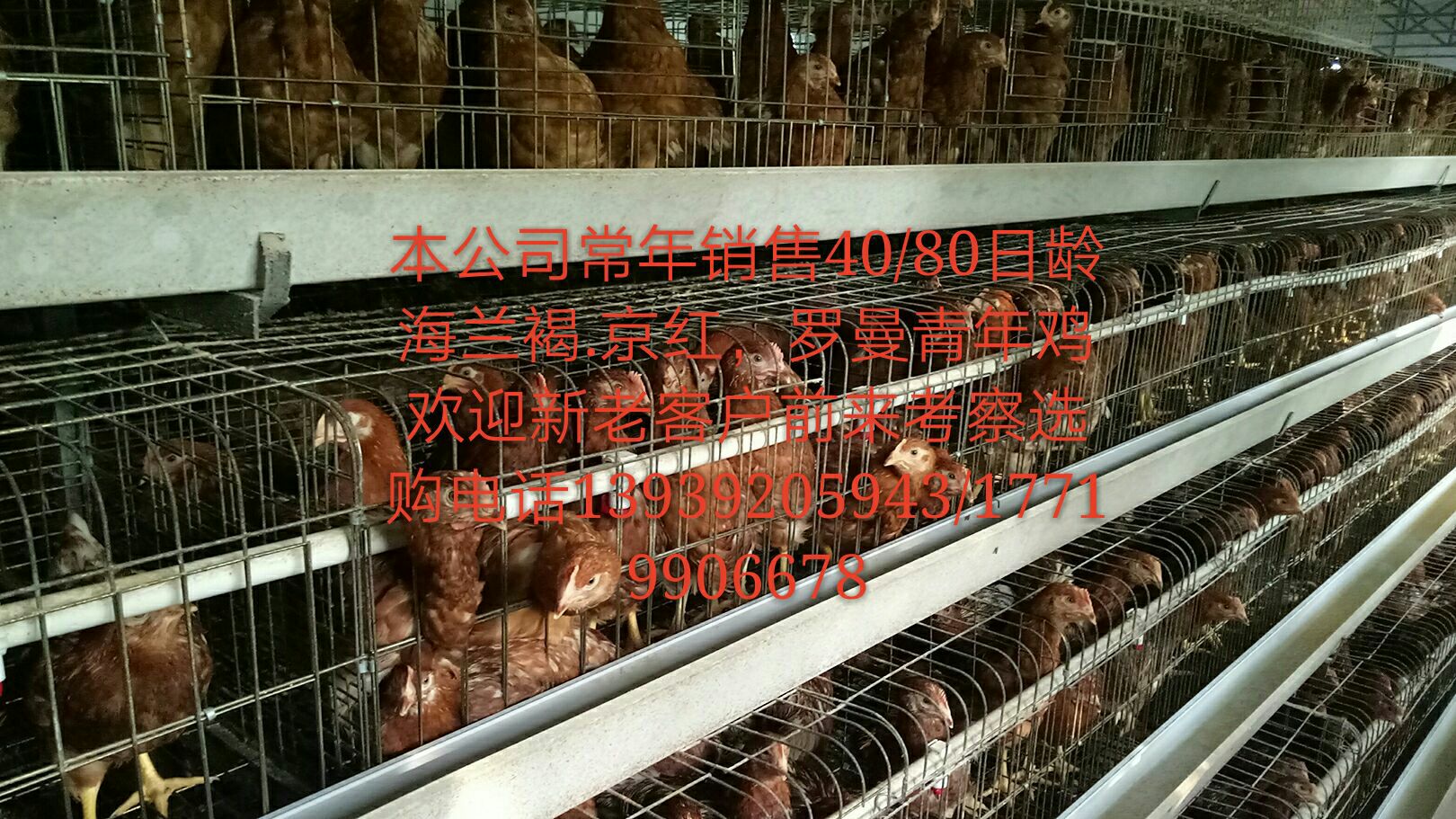 青年雞圖片/青年雞樣板圖 (4)