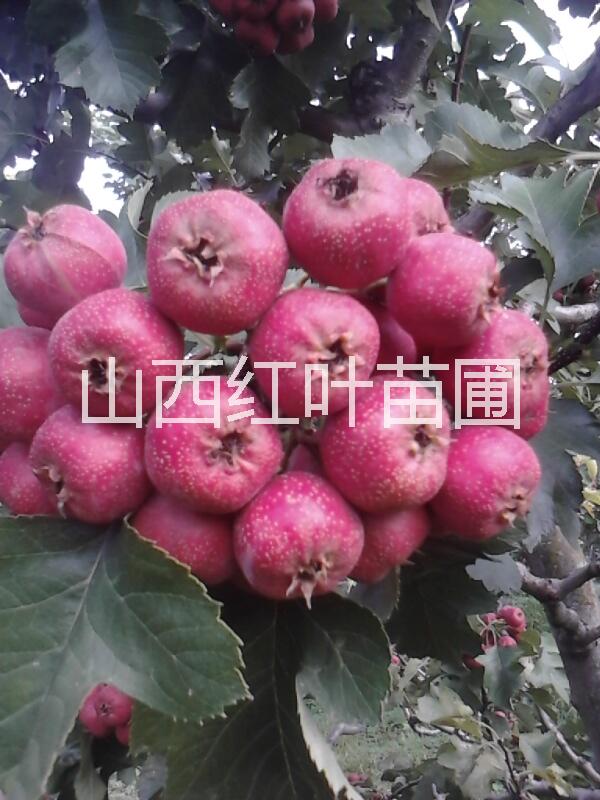 山楂果圖片/山楂果樣板圖 (1)