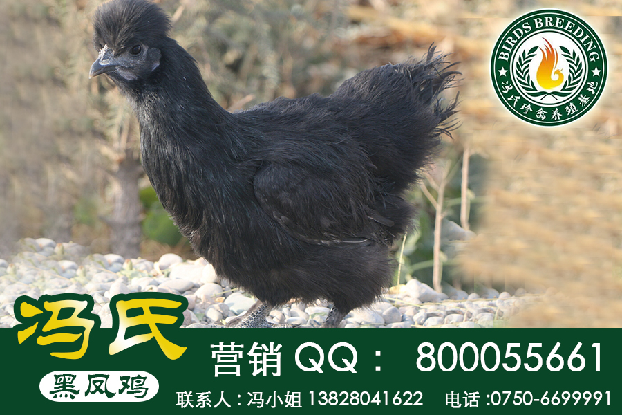 廣東黑鳳烏雞“麻羽、黑羽、紅冠”圖片/廣東黑鳳烏雞“麻羽、黑羽、紅冠”樣板圖 (2)