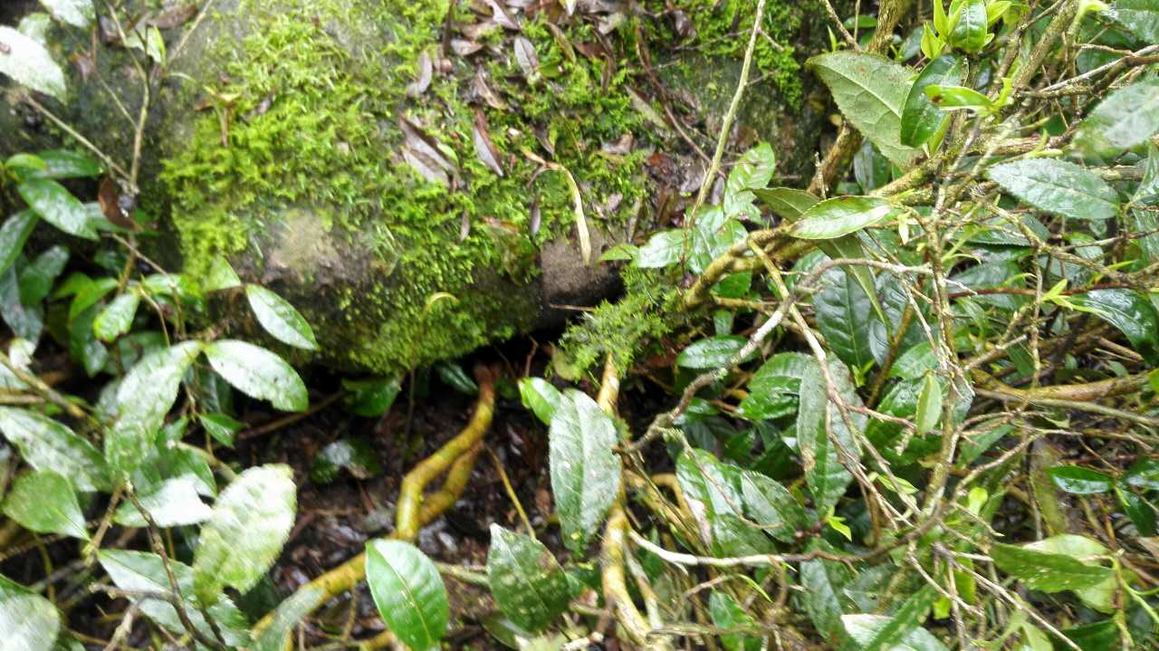 武夷山茶叶 原产地直销高山有机桂圆香正山小种