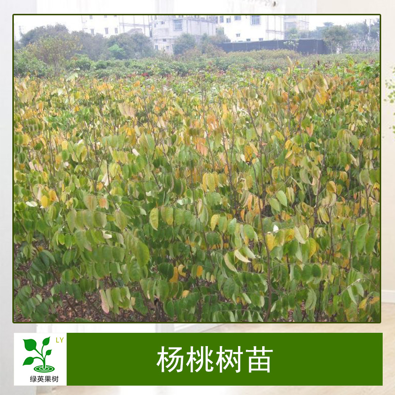廣東楊桃樹苗基地 廣東楊桃樹苗批發(fā) 廣東楊桃樹苗基地價格多少