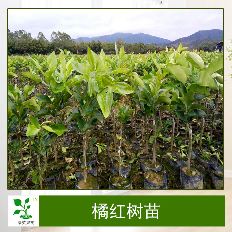云南昆明橘紅樹苗基地圖片/云南昆明橘紅樹苗基地樣板圖 (4)