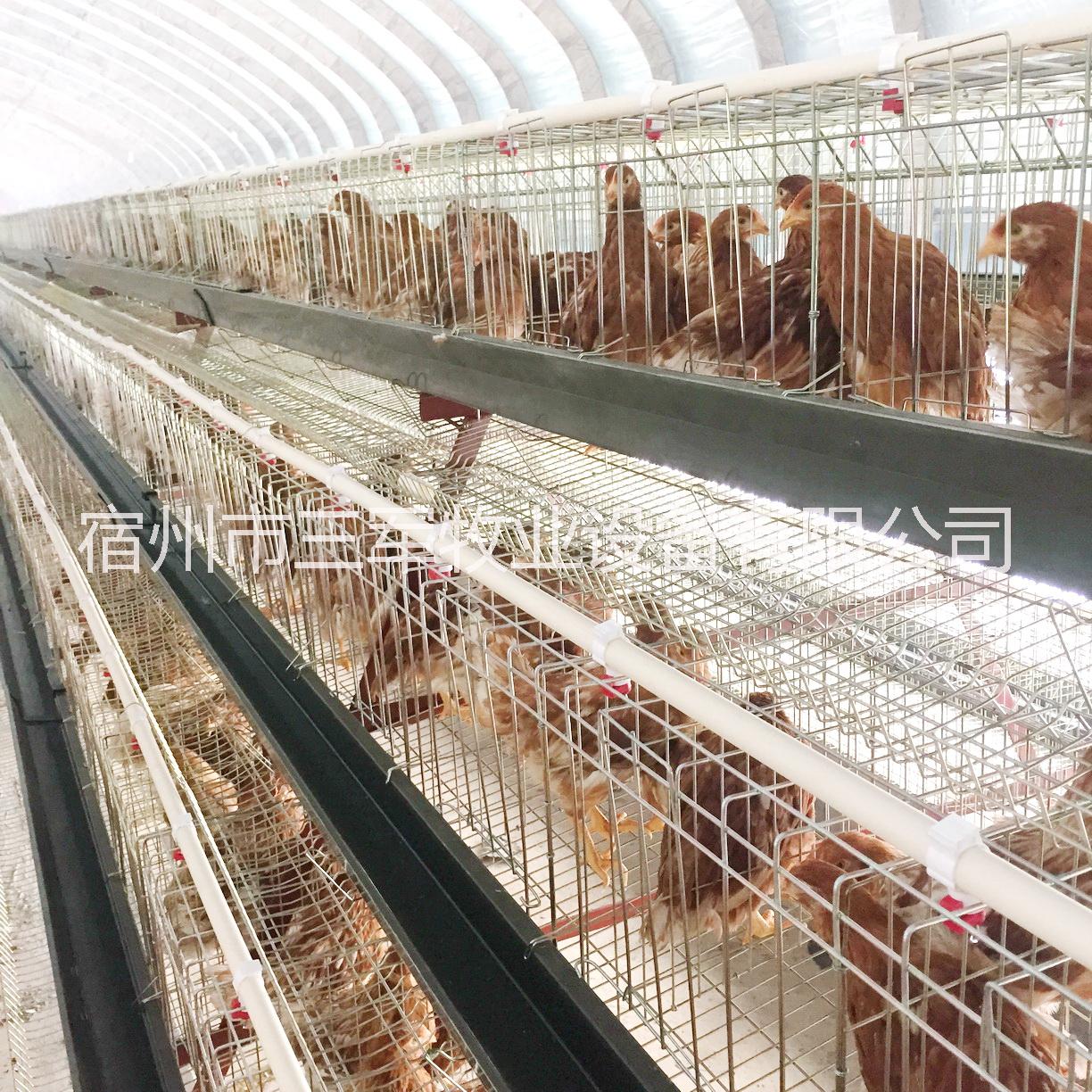 蛋雞籠圖片/蛋雞籠樣板圖 (1)