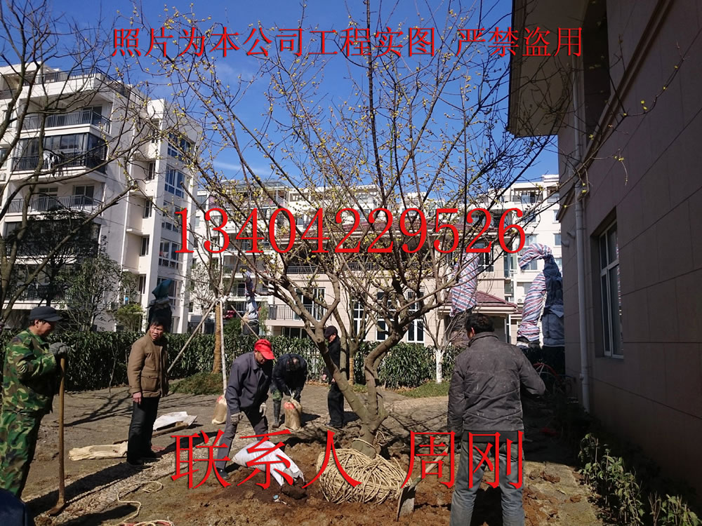臘梅樹苗圖片/臘梅樹苗樣板圖 (2)