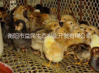 土雜雞苗圖片/土雜雞苗樣板圖 (1)