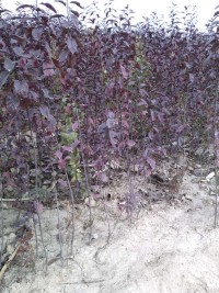 紫葉李價(jià)格，山西紫葉李種植園，山西紅葉李報(bào)價(jià)，山西紫葉李批發(fā)