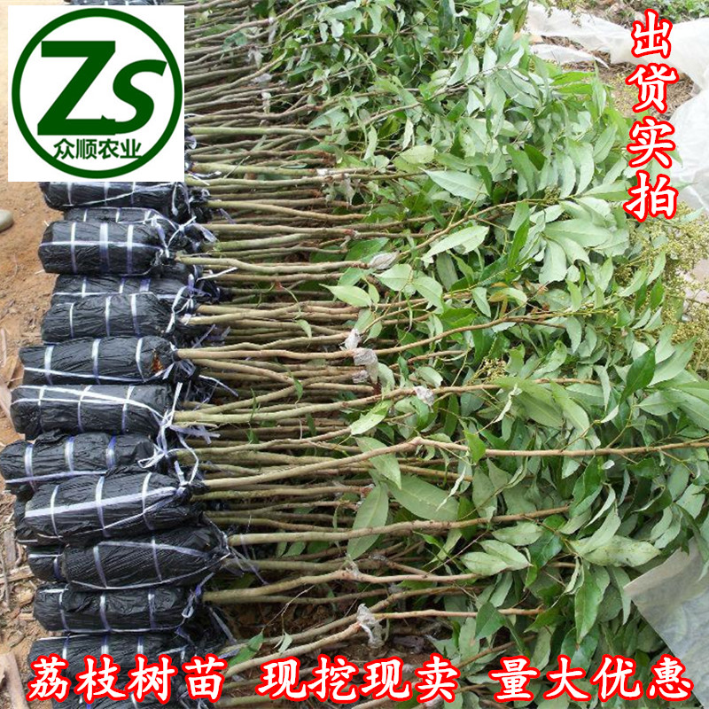 荔枝樹苗 桂味 妃子笑圖片