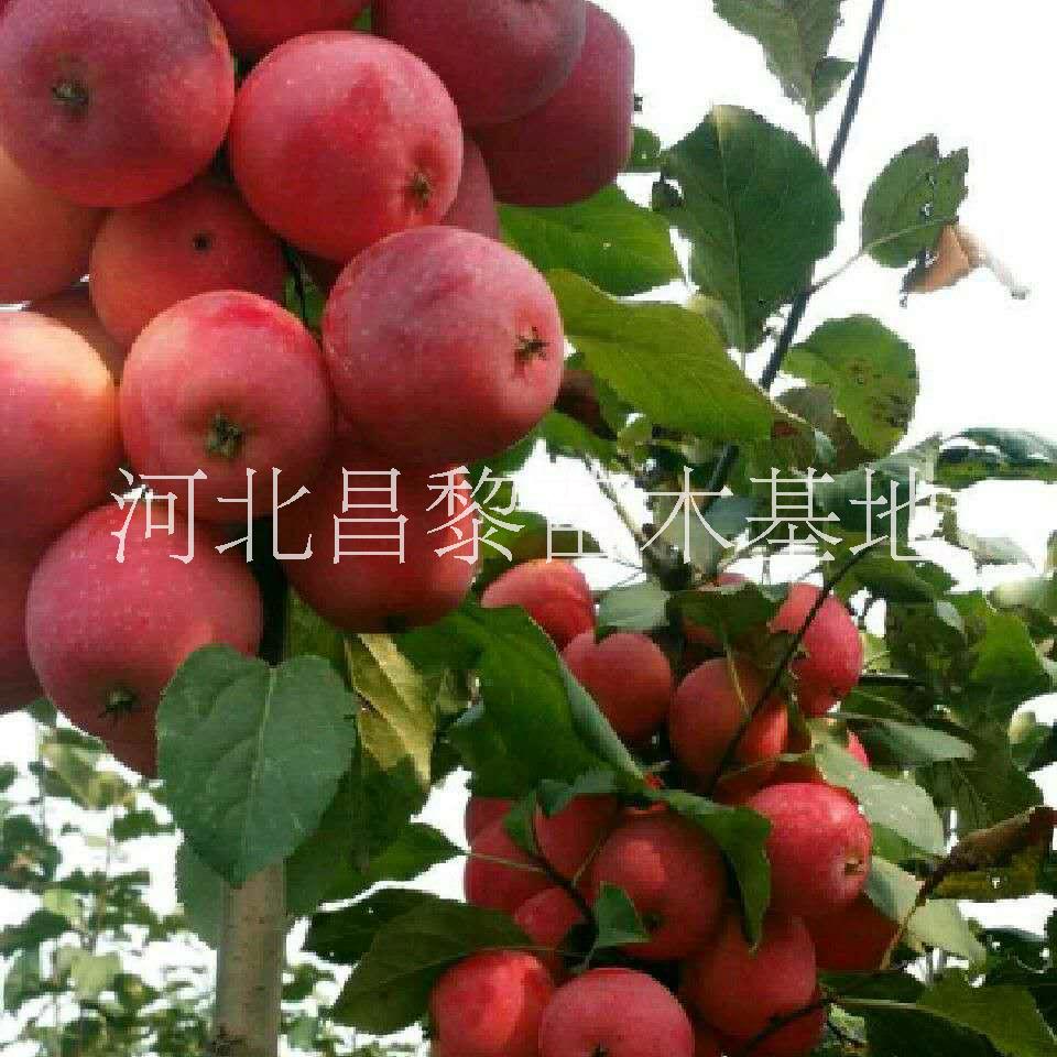 河北山楂苗圖片