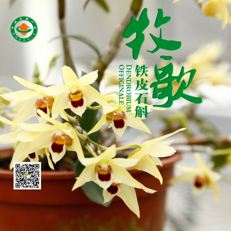 铁皮石斛花茶图片