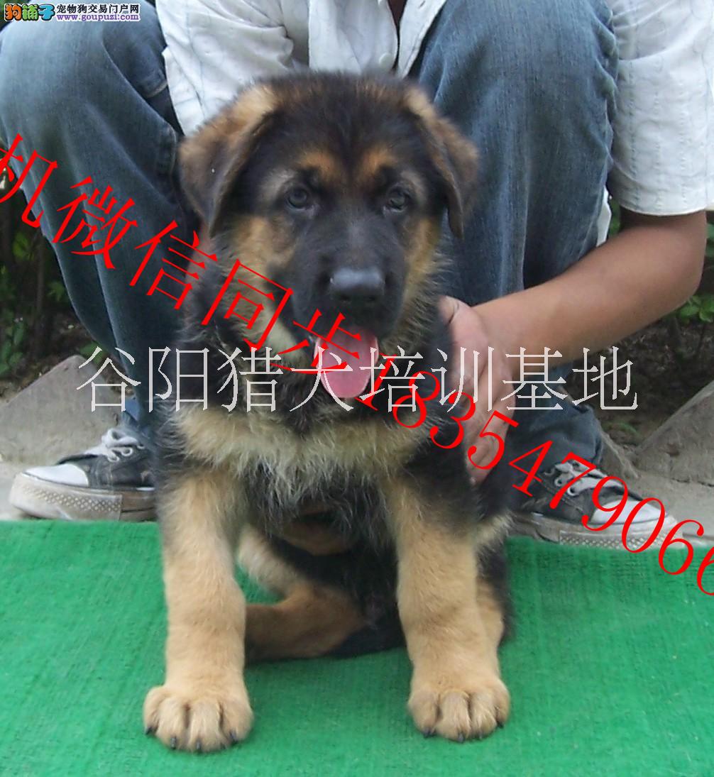 德國牧羊犬圖片/德國牧羊犬樣板圖 (4)