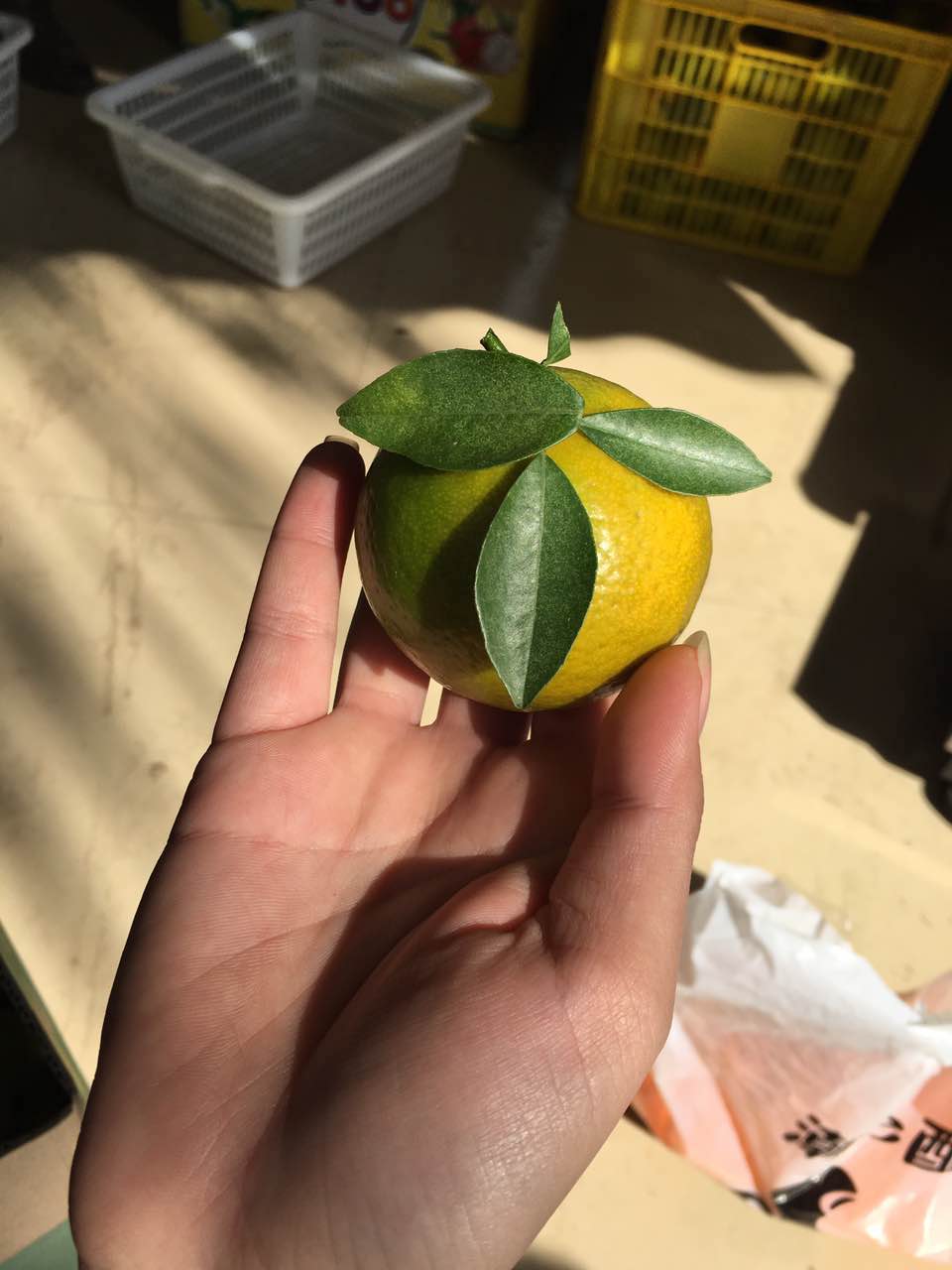 皇帝柑樹苗 皇帝柑苗貢柑果樹苗 皇帝柑苗貢柑樹苗 皇帝柑樹苗價(jià)格