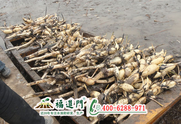 福進(jìn)門(mén)水溶肥在蓮藕上如何施用？圖片