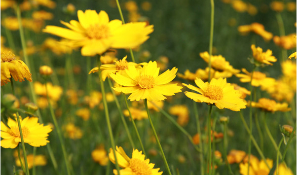 黑色高桿波斯菊種子波斯菊種子價格波斯菊種子批發(fā)*質(zhì)波斯菊種子