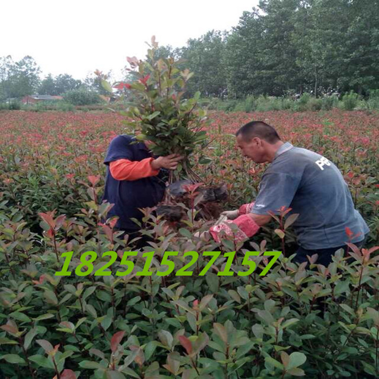 紅葉石楠苗圖片/紅葉石楠苗樣板圖 (1)