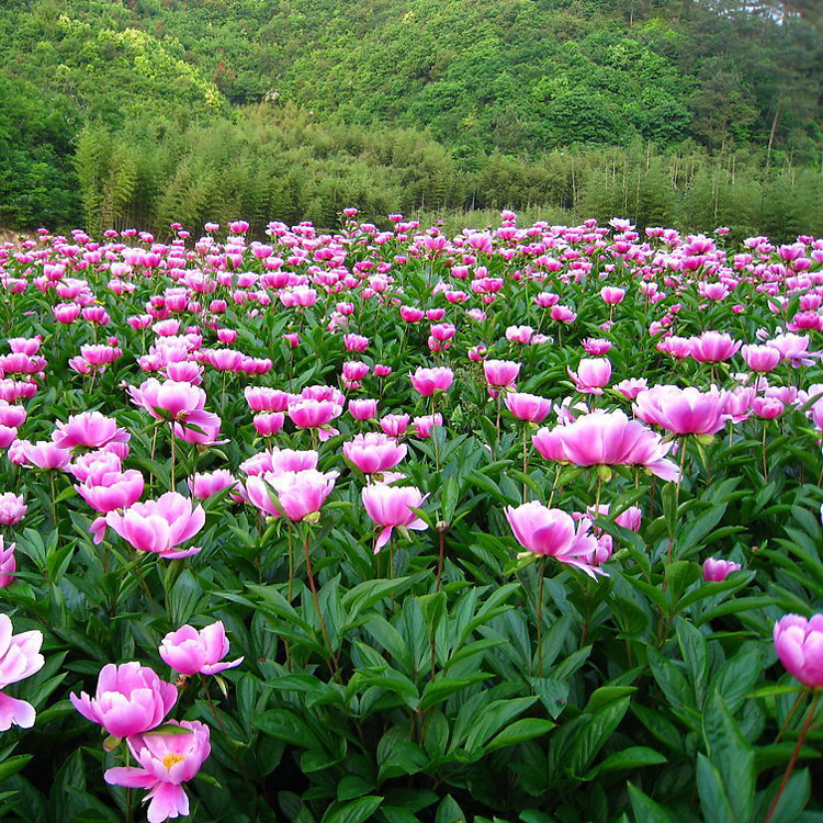 基地直销 观赏盆栽花卉多年生芍药 品种齐全货源充足 量大从优图片