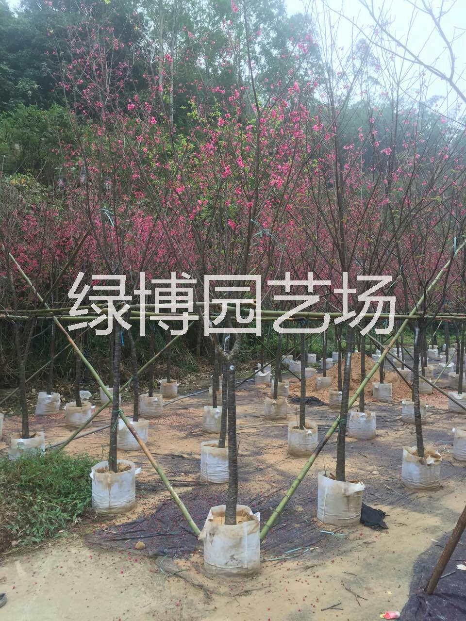 漳州市福建山樱花，福建山樱花种植基地厂家