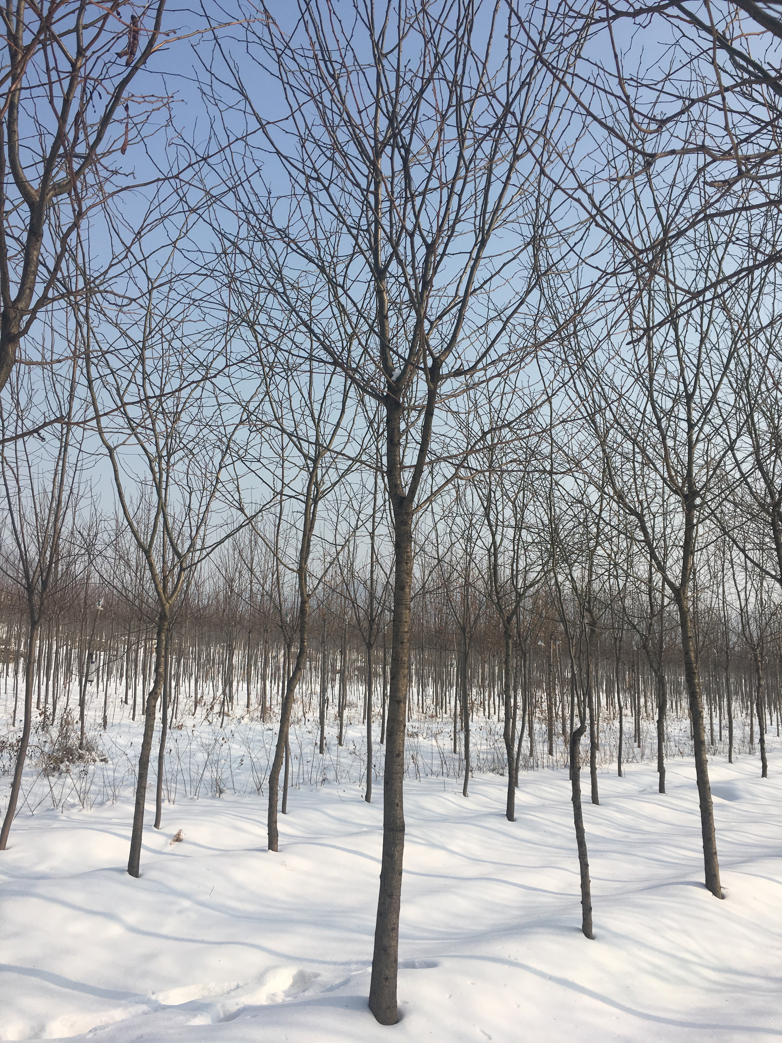 辽宁沈阳皂角基地|辽宁皂角求购|辽宁皂角批发 皂角树 沈阳皂角树图片