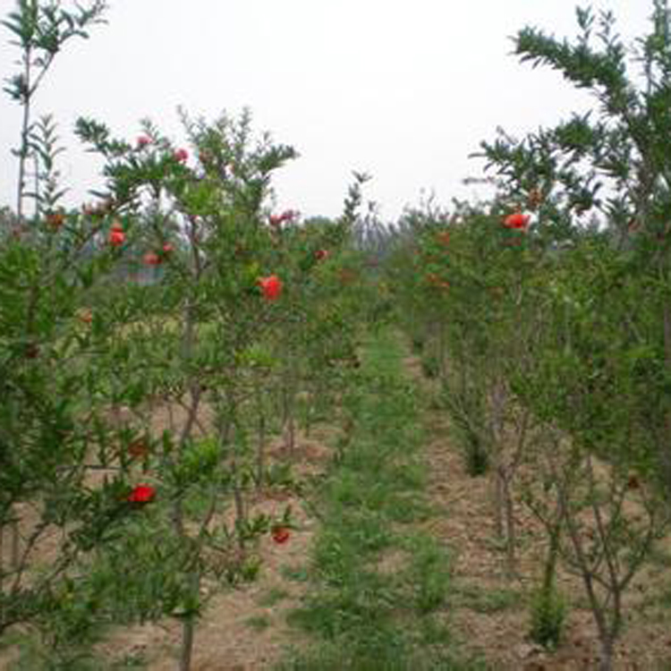 基地直销优质花石榴 花石榴树 批发花石榴小苗价格优惠 绿化苗木图片