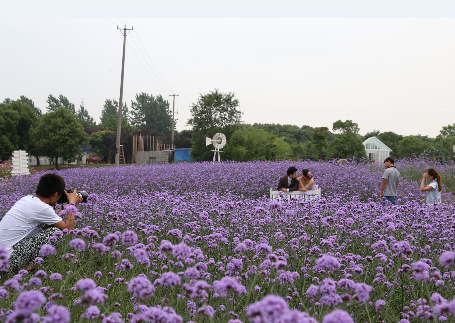柳葉馬鞭草種苗馬鞭草價格多少