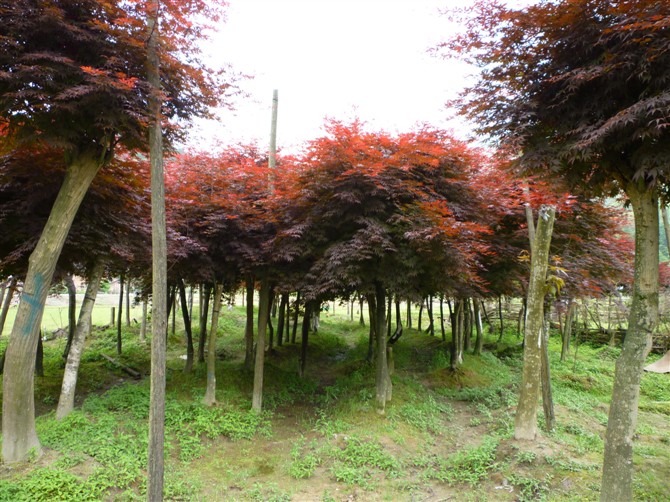 紅楓苗木圖片/紅楓苗木樣板圖 (2)
