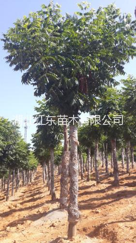 荊州欒樹(shù)圖片/荊州欒樹(shù)樣板圖 (2)