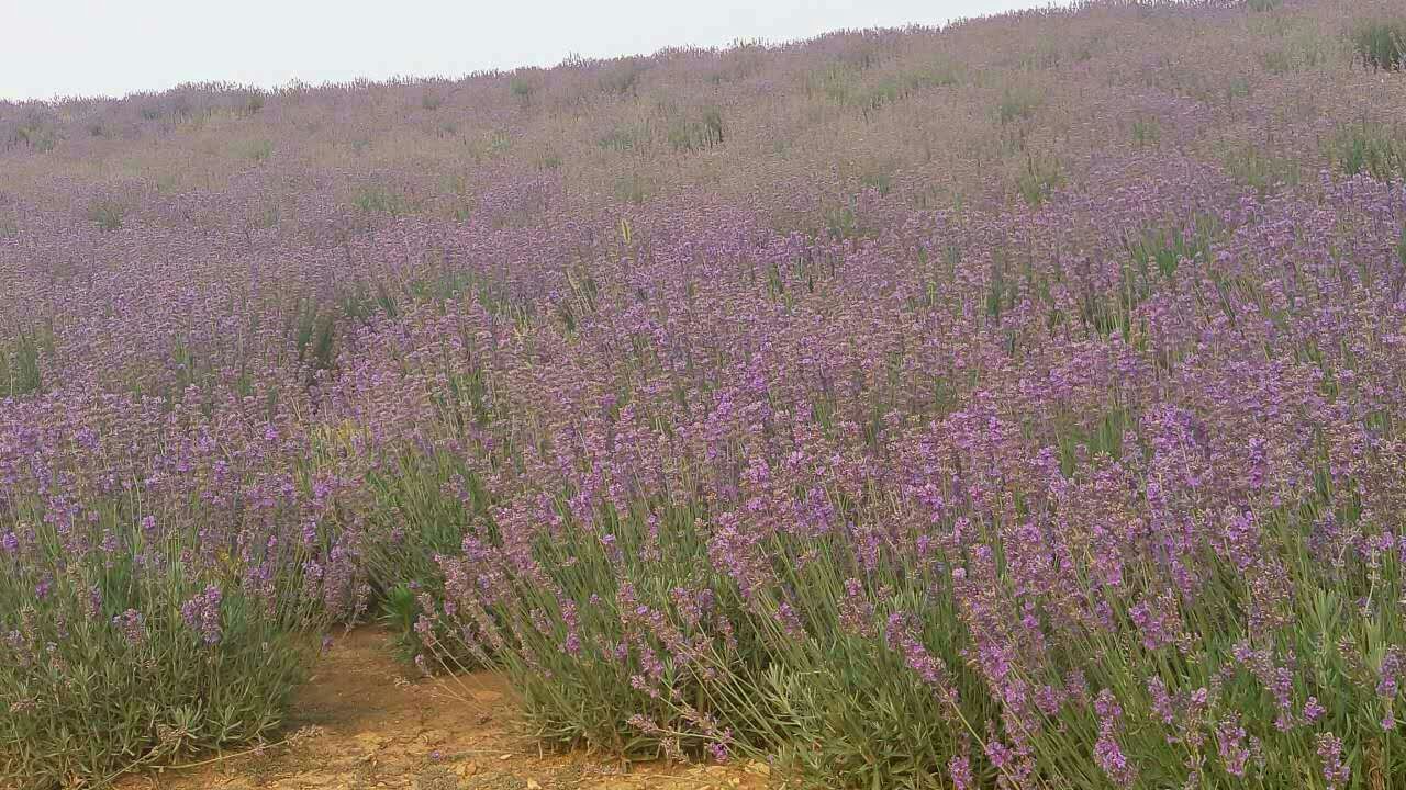 薰衣草花海 薰衣草種植基地圖片