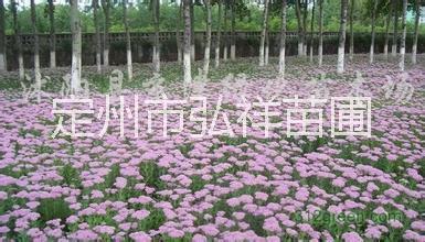 定州苗圃供应栾树！栾树价格定州苗圃供应栾树！栾树价格！北京栾树价格！