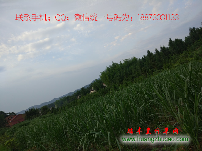 皇竹草圖片/皇竹草樣板圖 (2)