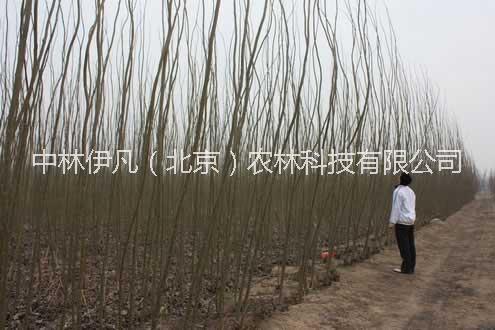 北京市抗虫速生杨种植厂家抗虫速生杨种植，抗虫速生杨供应商，抗虫速生杨品种