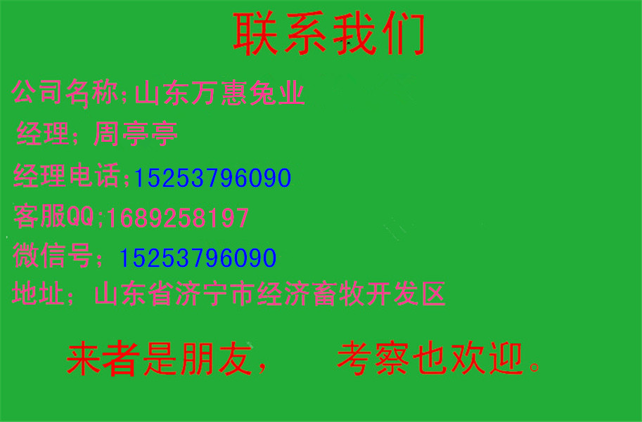 比利时兔比利时兔低价出售比利时种兔长毛兔种兔公羊兔种兔