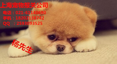 寵物貓圖片/寵物貓樣板圖 (1)