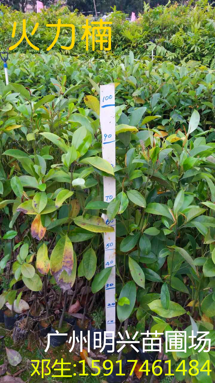 廣州火力楠批發(fā) 火力楠簡介