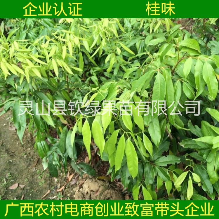 桂林市桂味荔枝苗厂家南方种植果树苗桂味荔枝苗嫁接苗可地栽盆栽庭院种植包邮