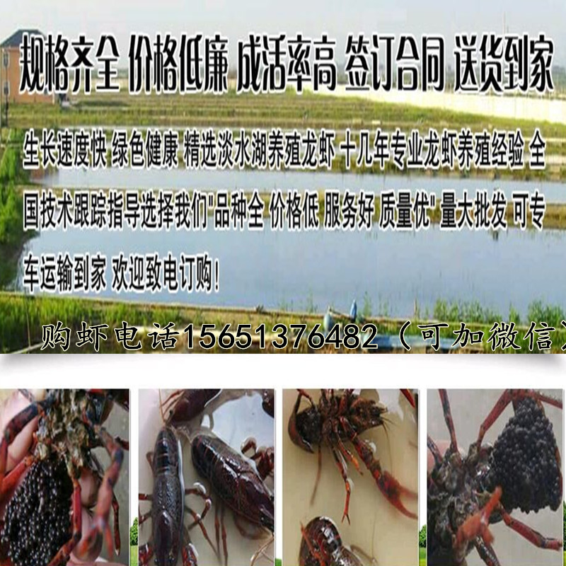 蚌埠小龙虾苗价格 虾苗批发蚌埠小龙虾苗价格 虾苗批发