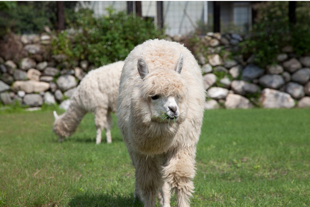 羊駝多少錢一只圖片/羊駝多少錢一只樣板圖 (4)