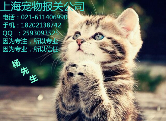 寵物貓狗進口報關(guān)全攻略圖片