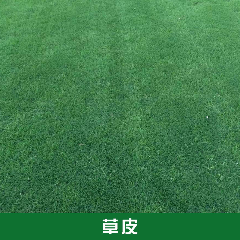 草皮批發(fā)圖片/草皮批發(fā)樣板圖 (2)