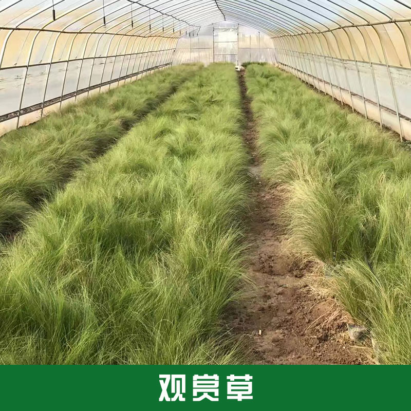 觀賞草圖片/觀賞草樣板圖 (2)