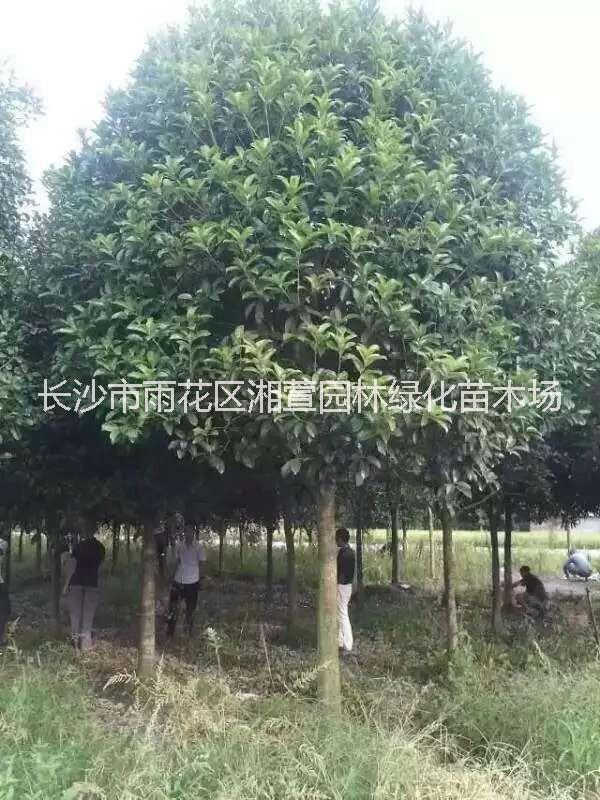 四季桂花苗圖片/四季桂花苗樣板圖 (3)