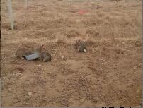 雜交野兔圖片/雜交野兔樣板圖 (1)