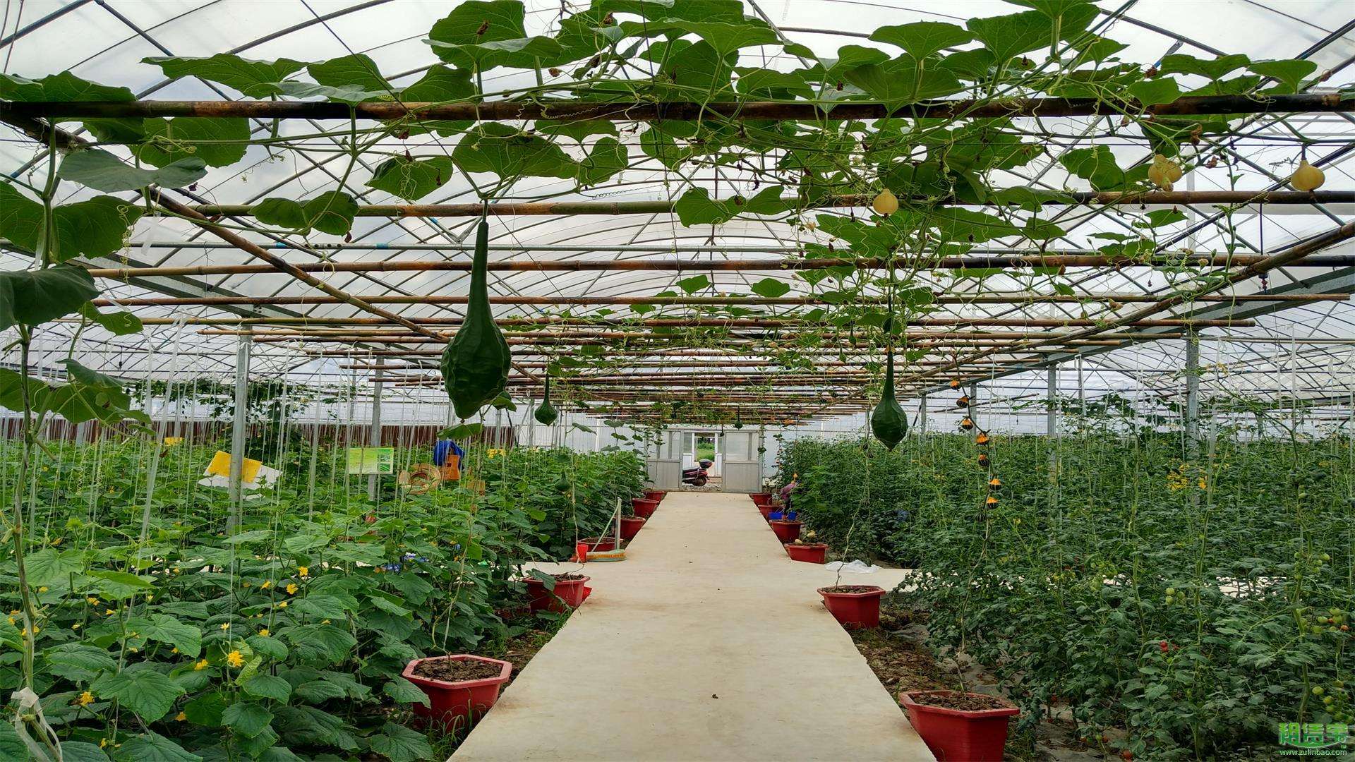 蔬菜大棚廠家便宜圖片