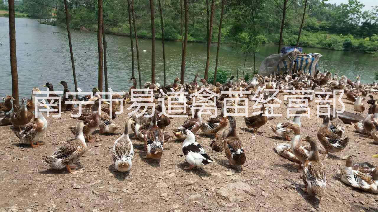 供应广西麻鸭-麻鸭批发价格-麻鸭苗