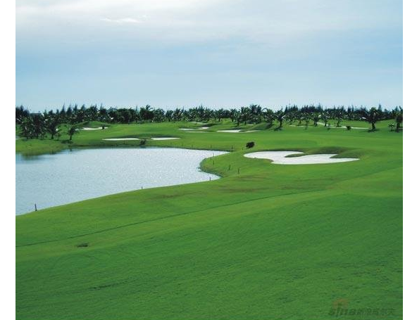 臺(tái)灣草圖片/臺(tái)灣草樣板圖 (4)