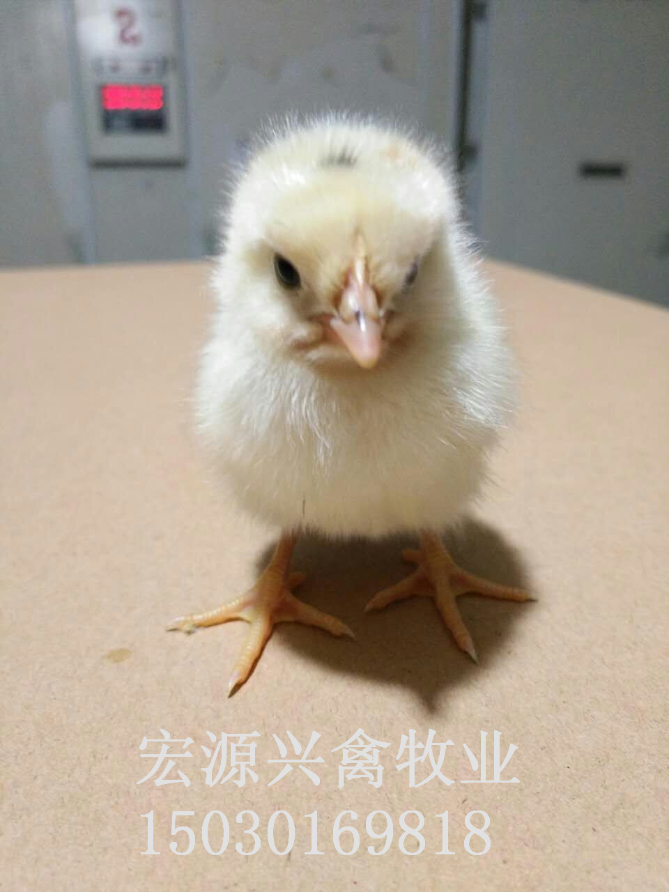 石家莊商品代蛋雞海蘭灰雛雞雞苗