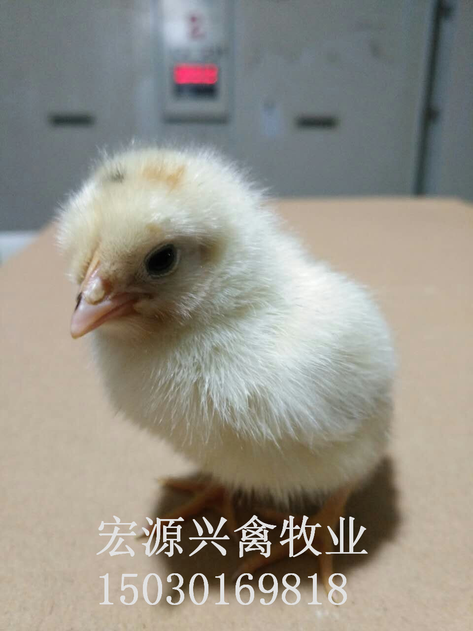 河北石家莊代蛋雞海蘭灰雛雞廠家圖片/河北石家莊代蛋雞海蘭灰雛雞廠家樣板圖 (2)