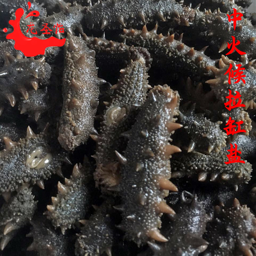 龍圣怡中火候拉缸鹽海參圖片/龍圣怡中火候拉缸鹽海參樣板圖 (2)