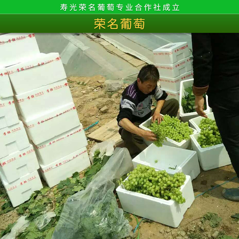 榮名葡萄圖片/榮名葡萄樣板圖 (3)