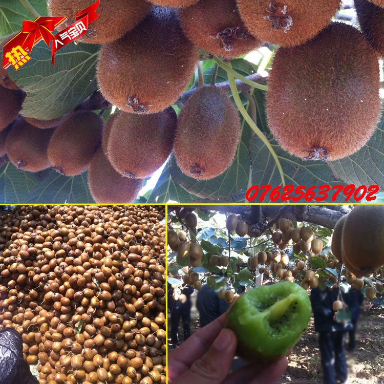 獼猴桃圖片/獼猴桃樣板圖 (3)