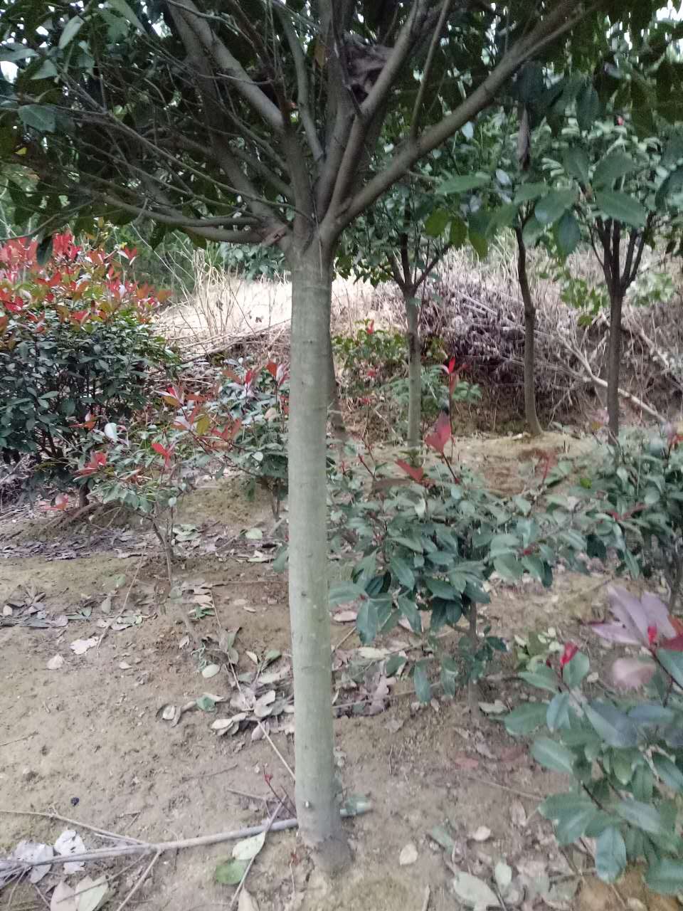 高桿女貞圖片/高桿女貞樣板圖 (1)