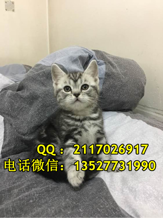 广州市宠物猫短毛猫厂家宠物猫短毛猫一只多少钱美国短毛猫价格